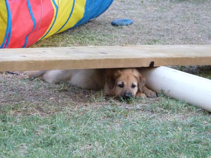 chinook dog